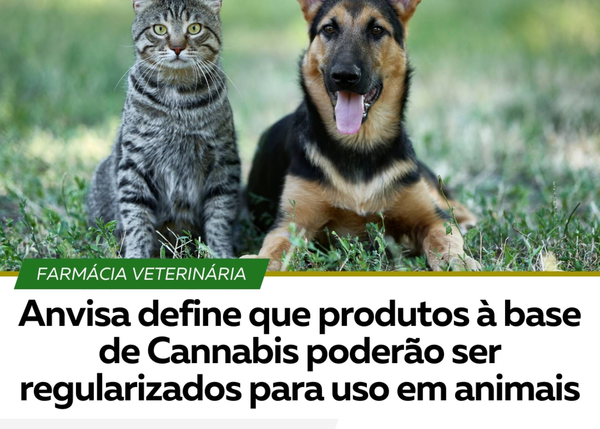 ANVISA DEFINE QUE PRODUTOS À BASE DE CANNABIS PODERÃO SER REGULARIZADOS PARA USO EM ANIMAIS